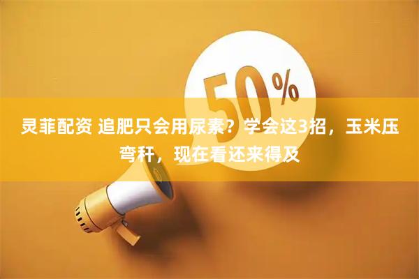 灵菲配资 追肥只会用尿素？学会这3招，玉米压弯秆，现在看还来得及